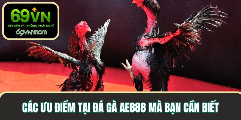 Các ưu điểm tại đá gà AE888 mà bạn cần biết